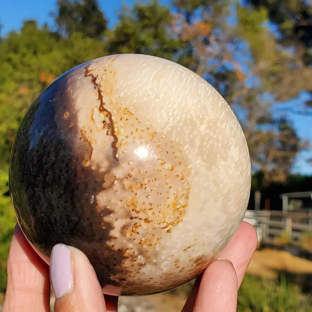Large Petrified Palm Root Wood Fossil Crystal Sphere Indonesian 714 grams | 82mm
